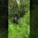 MOUNTAIN GORILLA LOVERS VISIT #uganda #bwindiNp #mgahingaNP #wildlife #safari