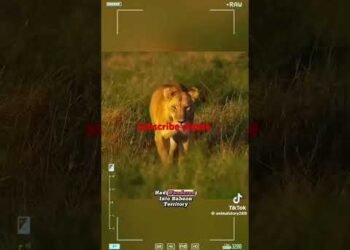 animals #trending #duet #africancountries #comedy #kenyanpolitician #kenyanpolitician #uganda #