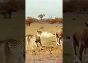 Narrow Escape #africa #safari #wildlife #tourism #uganda #animals #lion #gorilla #nature