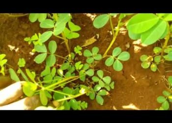 Checking the health of BEANS, MAIZE and G nuts #bukeddetv #nbsupdates #ntvnews #