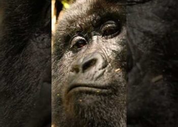 Silent Strength – The Mountain Gorilla´s Gaze I Wild Uganda #shorts
