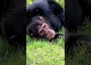 World’s Best CHIMPANZEE Trekking 🐵🦍🌴 #chimpanzee #chimps #uganda