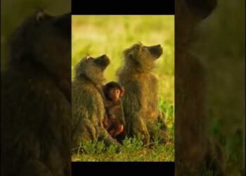 Tension in the Jungle 🐆🐒 | Leopard vs Baboons Showdown