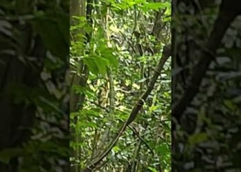 Kibale National Park Uganda 🇺🇬