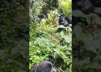 Among the gorillas of Bwindi, where purpose is truly glorious.