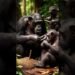 Pearl of Africa #uganda with intelligent chimpanzees