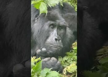 Il est pensif le gorille 🦍🇺🇬 #uganda #bwindi #gorille #pourtoi #globetrotteur #voyage #fyp