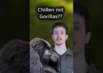 Willst du mit Gorillas chillen? 🦍💚 #gorilla #naturschutz #uganda
