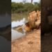 Crocodile vs Lion Fight in Uganda 🤯 part 87 #crocodile #lion #crocodileattack #uganda #savannah