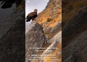 How the Eagle Became More Powerful Than the Proud Hyena#animals #eagle #shorts #wildlife #uganda