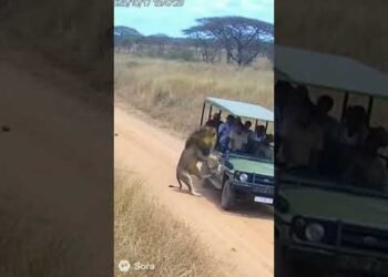 CCTV Captures Terrifying Lion Attack on Tourist Jeep in Safari Park!