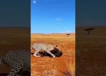 animals with skills #funny #comedyvideos #shorts #viral #USA #animals #uganda #kenya #eyecatchy