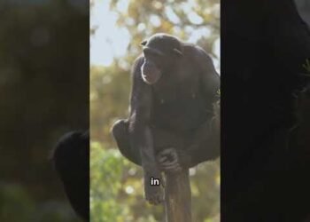 Face to Face with Mountain Gorillas in Uganda! 🦍🇺🇬