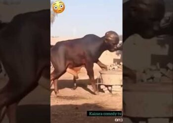 WHAT DID I JUST WATCHED #funny #trending #comedymovies #kaizaratv #movie #fyp #youtubeshorts #reels