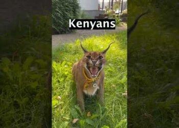 THE PRESIDENT VS KENYANS 😂